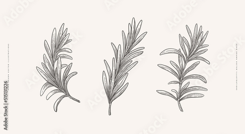 Set of rosemary branches. Hand-drawn spicy herbs for cooking. The concept of organic food. Vector illustration on a light isolated background.