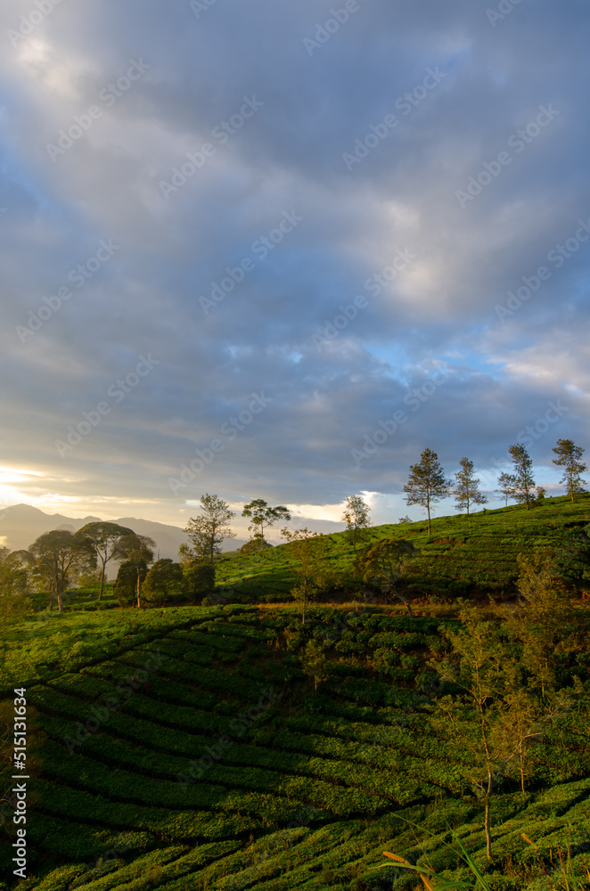 Tea plantation and the blue sky