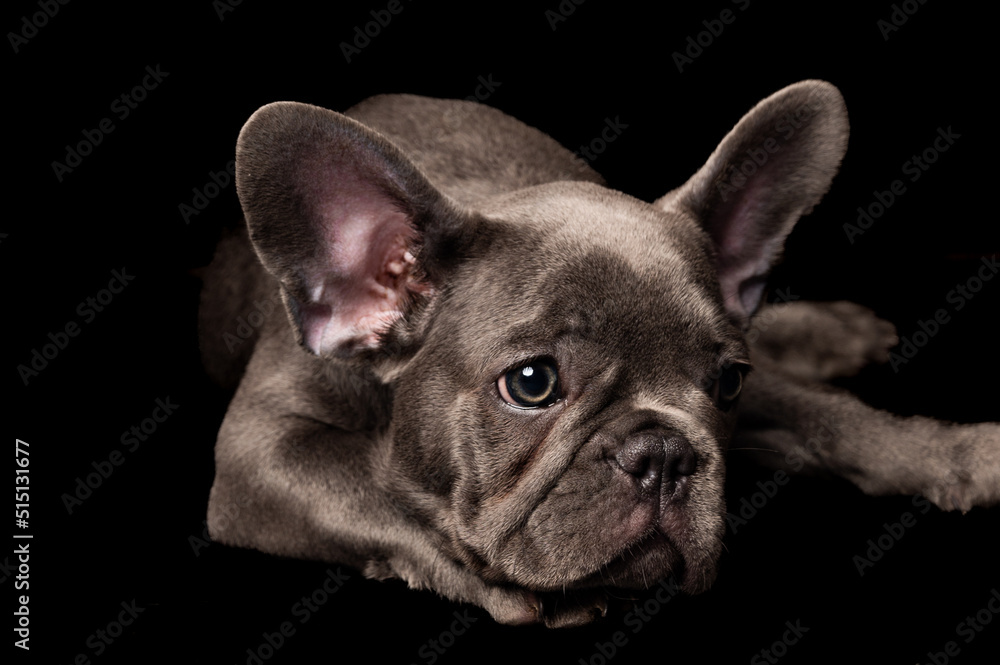 Adorable gray French bulldog puppy on a black background