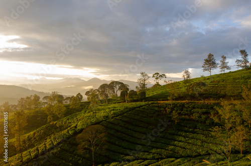 Tea Plantation in the morning. 