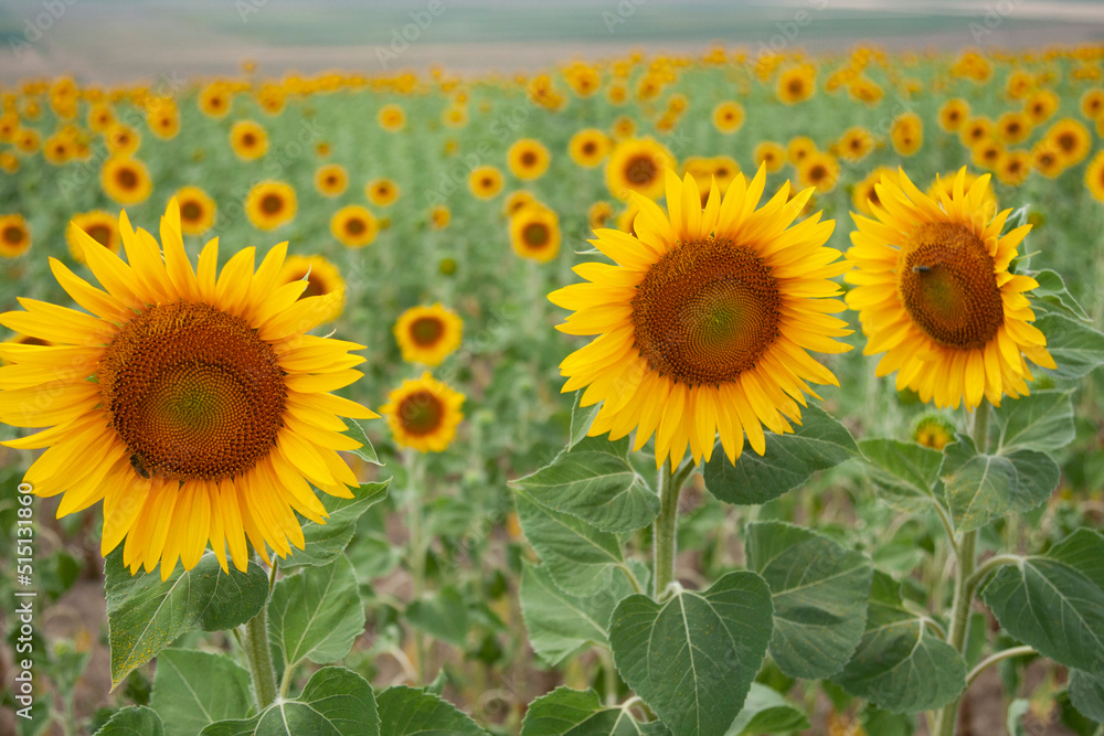 Obraz premium Sunflowers in Moldova