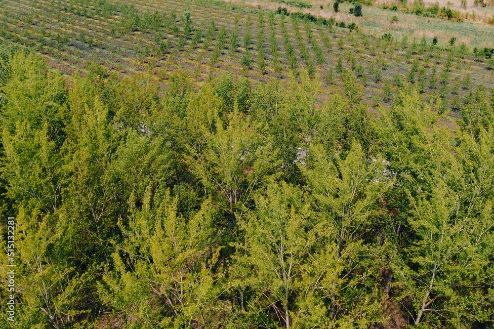 Reforestation concept, aerial view of poplar tree woodland with small saplings in background