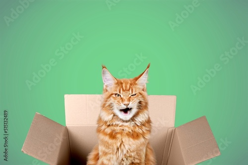 Fototapeta Naklejka Na Ścianę i Meble -  Cute young cat in a box on the wall background