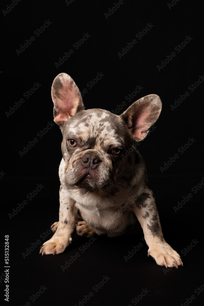 Spotted gray French bulldog on black background looking to camera