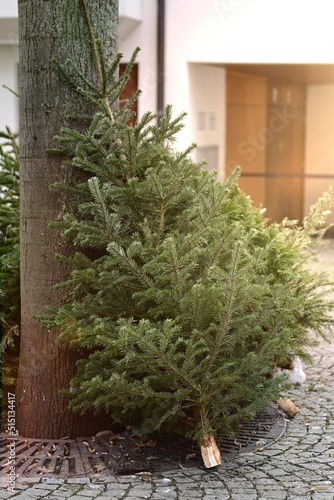 Discarded christmas tree after the Holiday leaning against a tree.