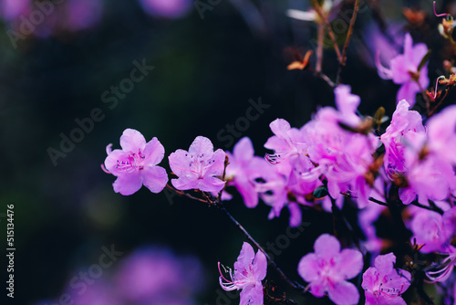 Beautiful spring mountains blooming pink maralnik wild rosemary Chuysky tract Altai Siberia Russia