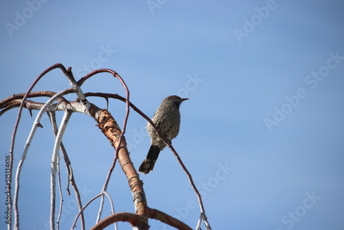 Red Wattlebird (Anthochaera carunculata), Cranbourne East, Melbourne, Victoria, Australia. photo