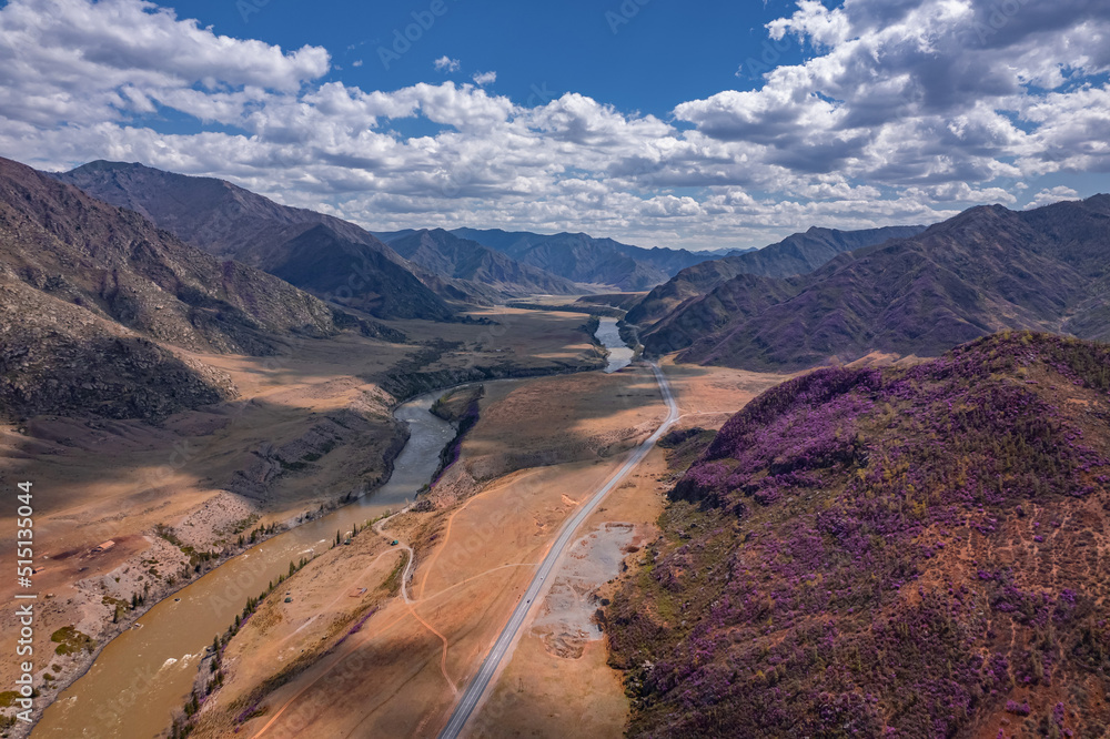 Beautiful spring mountains blooming pink maralnik wild rosemary. Chuysky tract Altai, Siberia, Russia, Drone aerial view