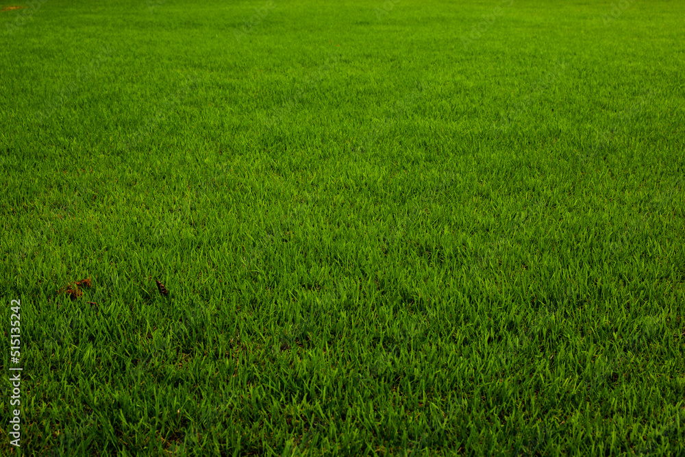 lawn, turf, the grass, 잔디