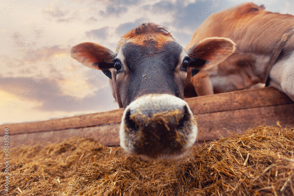 Portrait smile Jersey cow shows tongue sunset light. Modern farming dairy and meat production