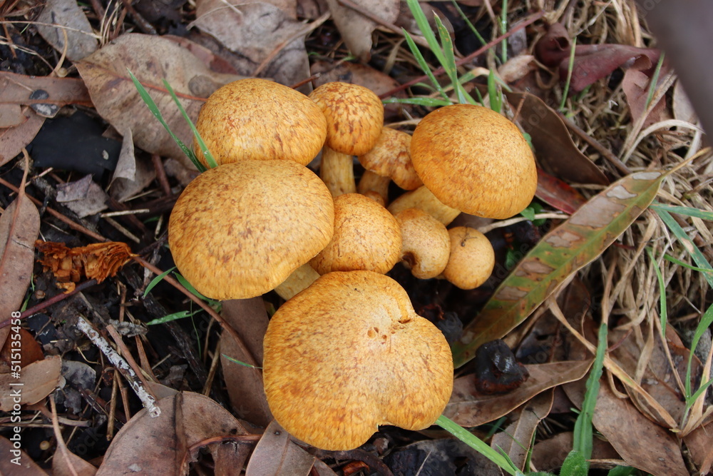 Fungi growing in a park in Cranbourne East, Melbourne, Victoria, Australia. Fungi growing in a park in Cranbourne East, Melbourne, Victoria, Australia.