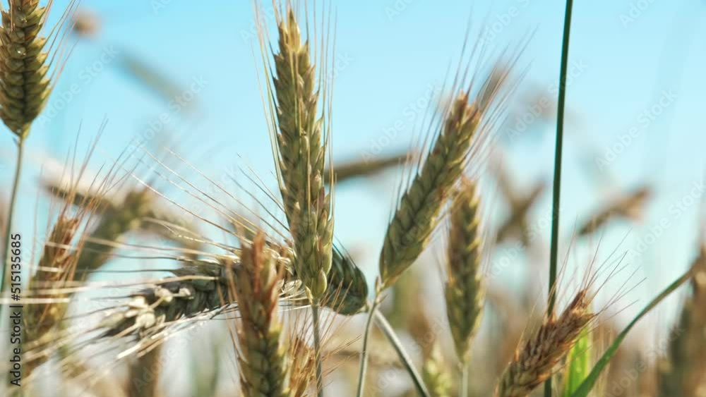 Ears of Wheat Ripening on Field Moved by Wind on Hot Summer Day Ears of Wheat Ripening on Field Moved by Wind on Hot Summer Day