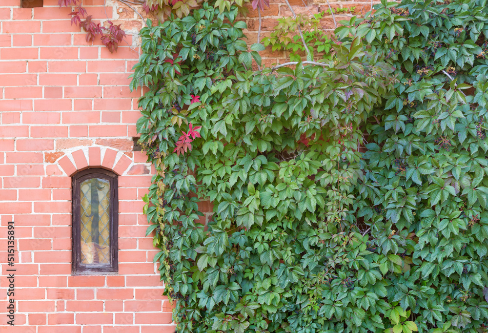 Brick wall with window and green leaves. Latvia. Brick wall with window and green leaves. Latvia.