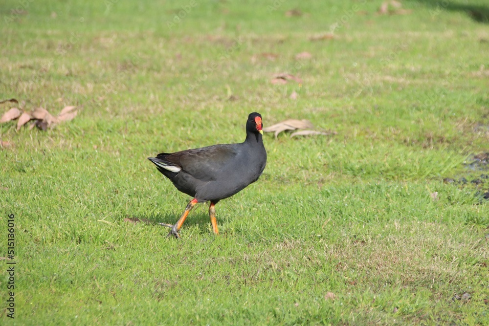 Purple Swamphen (Porphyrio porphyrio), Casey Fields, Cranbourne East, Melbourne, Victoria, Australia. Purple Swamphen (Porphyrio porphyrio), Casey Fields, Cranbourne East, Melbourne, Victoria, Australia.