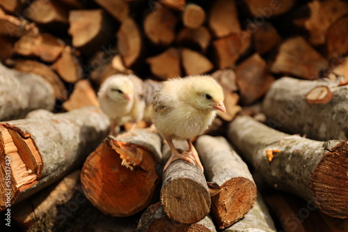 Fototapeta Naklejka Na Ścianę i Meble -  Poultry walking, little yellow chickens outdoors.