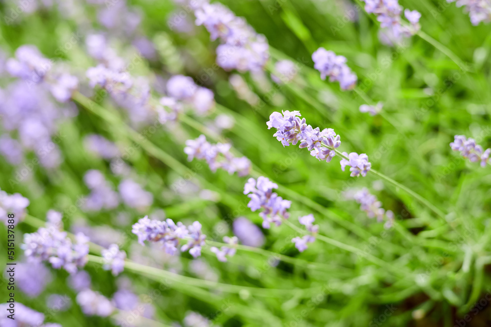 Blooming lavender in the garden Blooming lavender in the garden