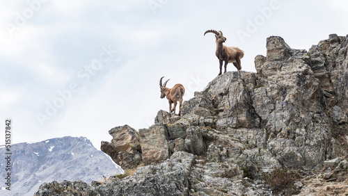 Ibex in the nature reserve  Swiss Alps