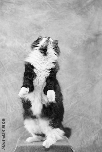 後ろ足で立って見上げている猫