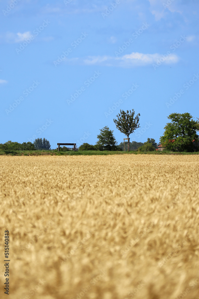 Rye field in Auvergne, center of France, out of focus foreground