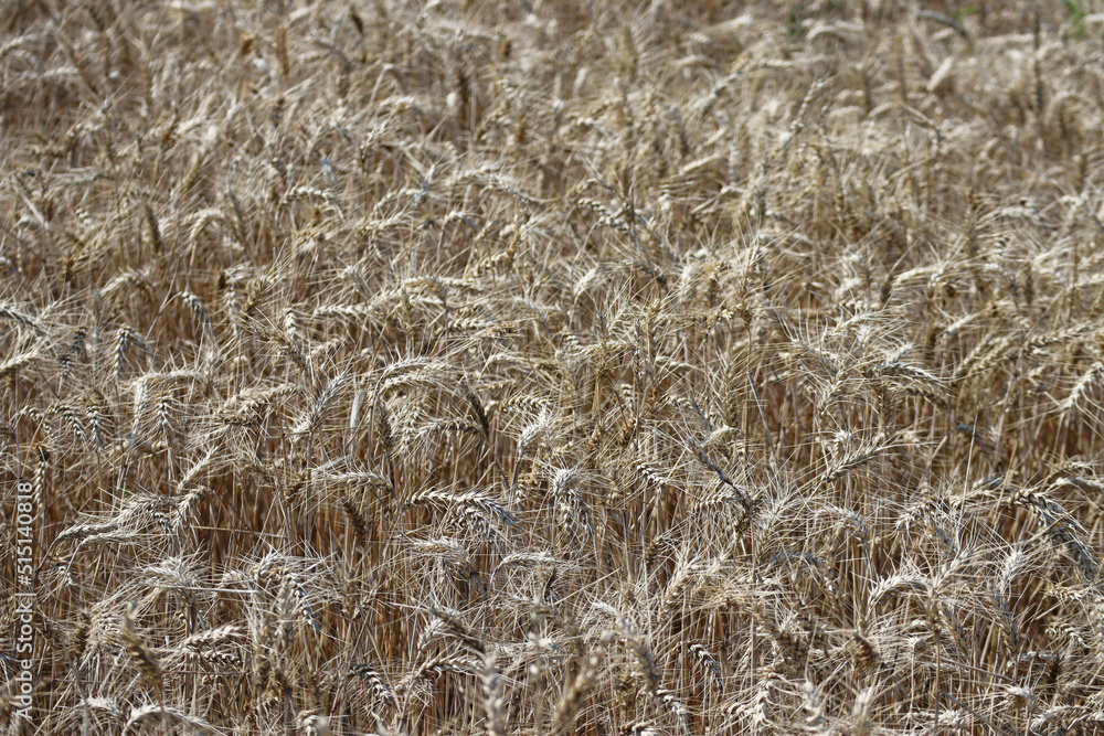 Rye field in Auvergne, central France Rye field in Auvergne, central France