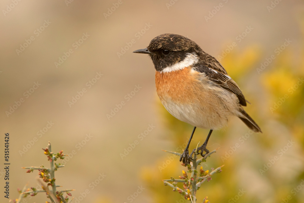 Kląskawka, European stonechat (Saxicola rubicola) Kląskawka, European stonechat (Saxicola rubicola)