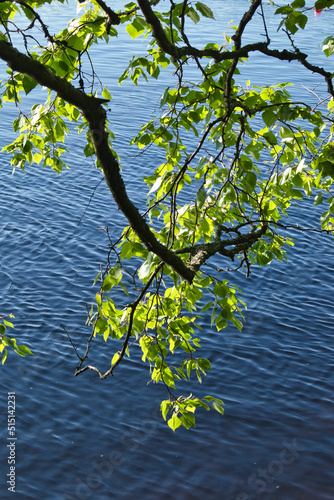 Leaves of birch above water