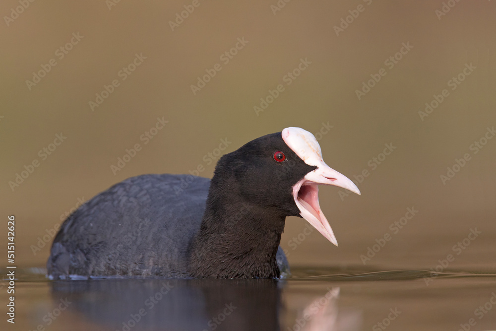 Łyska, Eurasian coot (Fulica atra) Łyska, Eurasian coot (Fulica atra)