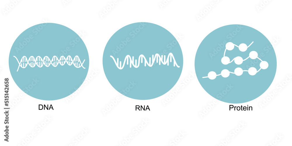 The molecular biology: DNA, RNA and protein that represent in Blue and White icon The molecular biology: DNA, RNA and protein that represent in Blue and White icon