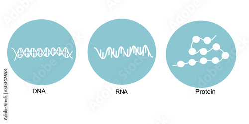The molecular biology: DNA, RNA and protein that represent in Blue and White icon