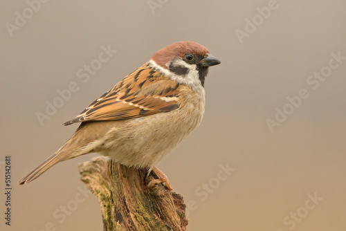Mazurek, Tree sparrow (Passer montanus) © Grzegorz