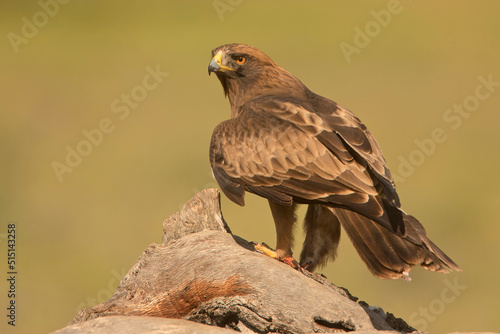 orzełek, Booted Eagle (Aquila pennata)