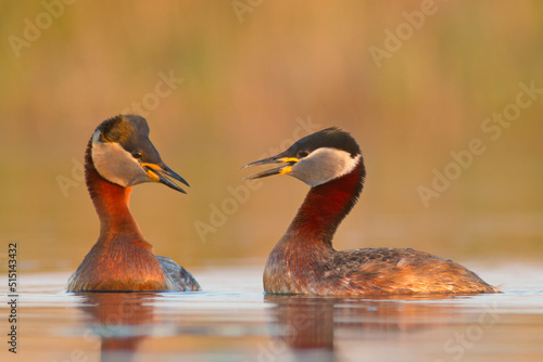 Perkoz rdzawoszyi, Red necked grebe, Podiceps grisegena