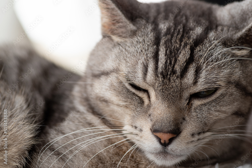 眠る猫 サバトラ猫 眠る猫 サバトラ猫
