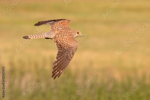 pustułka, Common Kestrel, Falco tinnunculus