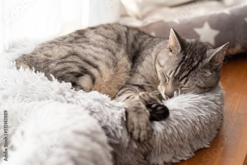 眠る猫 サバトラ猫