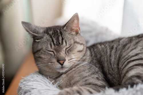 眠る猫 サバトラ猫