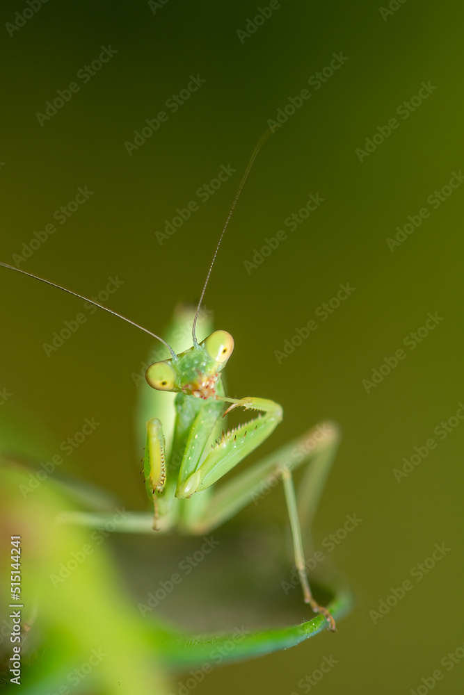 Mantis funny macro photo posing at the camera.
Mantis funny macro photo posing at the camera.