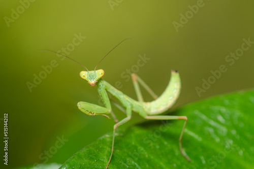 Mantis macro photo looking at the camera.  © Bill Anastasiou