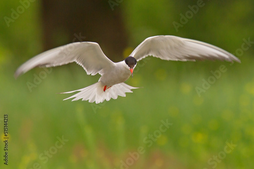 Rybitwa rzeczna, common tern (Sterna hirundo) © Grzegorz