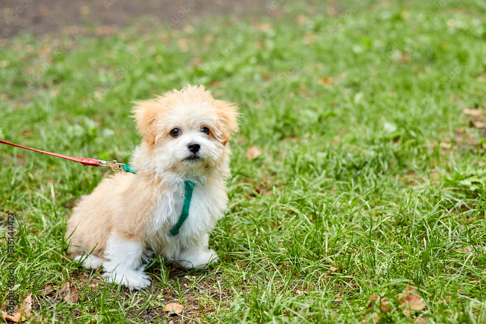 Little Maltipoo puppy is walking in green grass