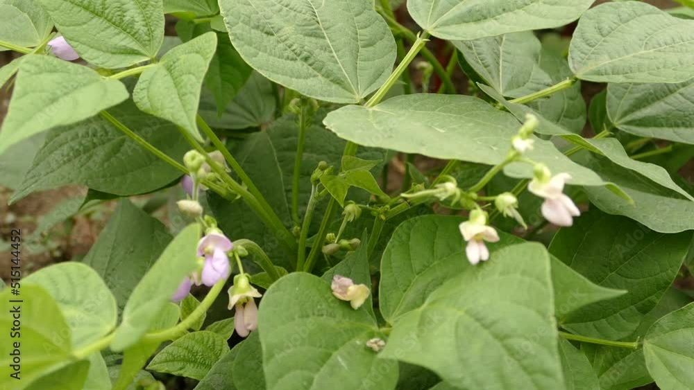 bean plant blooming in the garden and starting fruit formation, bean plant blooming in the garden and starting fruit formation,