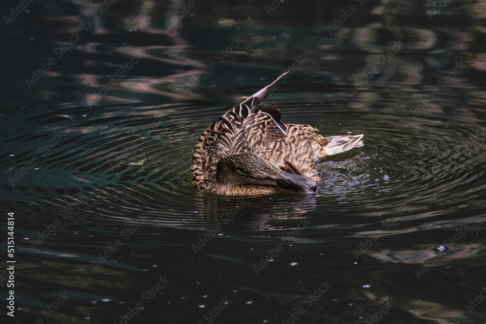Mallard duck swimming in pond with ripples Mallard duck swimming in pond with ripples