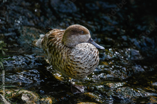 duck standing in pond photo