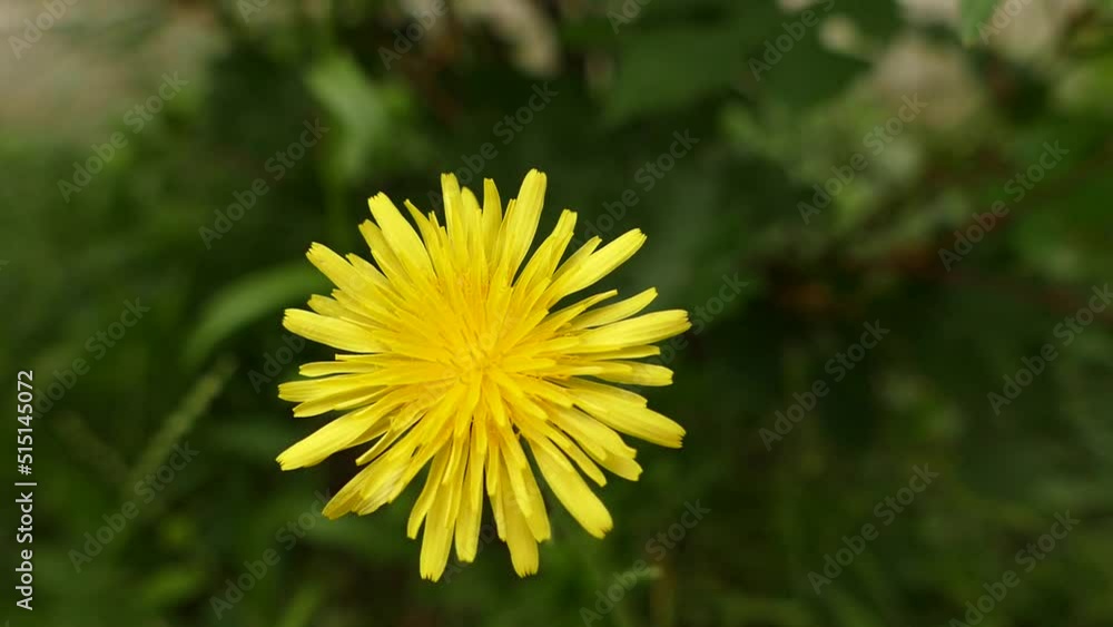 yellow flowering dandelion,dandelion flower,medical yellow dandelion herb close-up video,