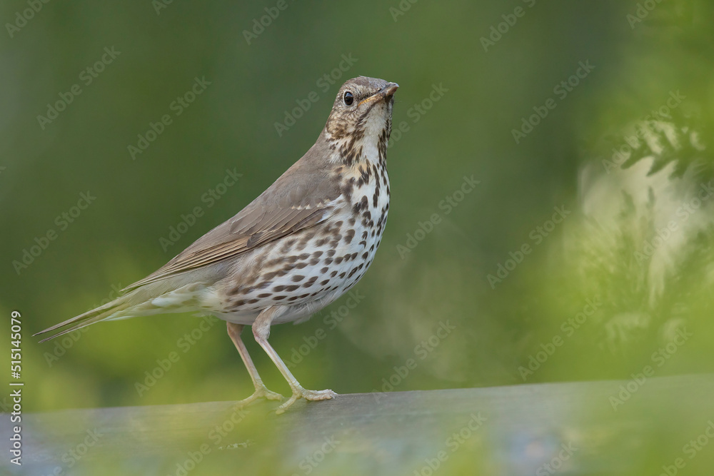 śpiewak, song thrush, Turdus philomelos śpiewak, song thrush, Turdus philomelos