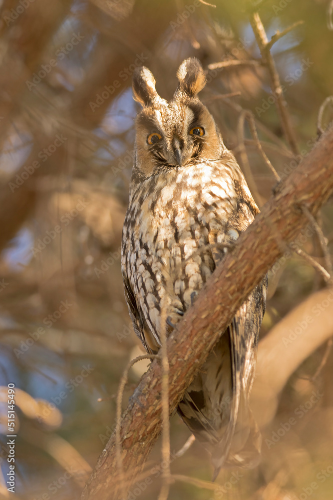 Obraz premium Long-eared Owl (Asio otus) on a tree branch
