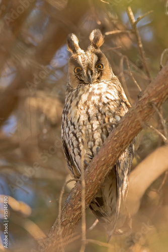 Long-eared Owl (Asio otus) on a tree branch