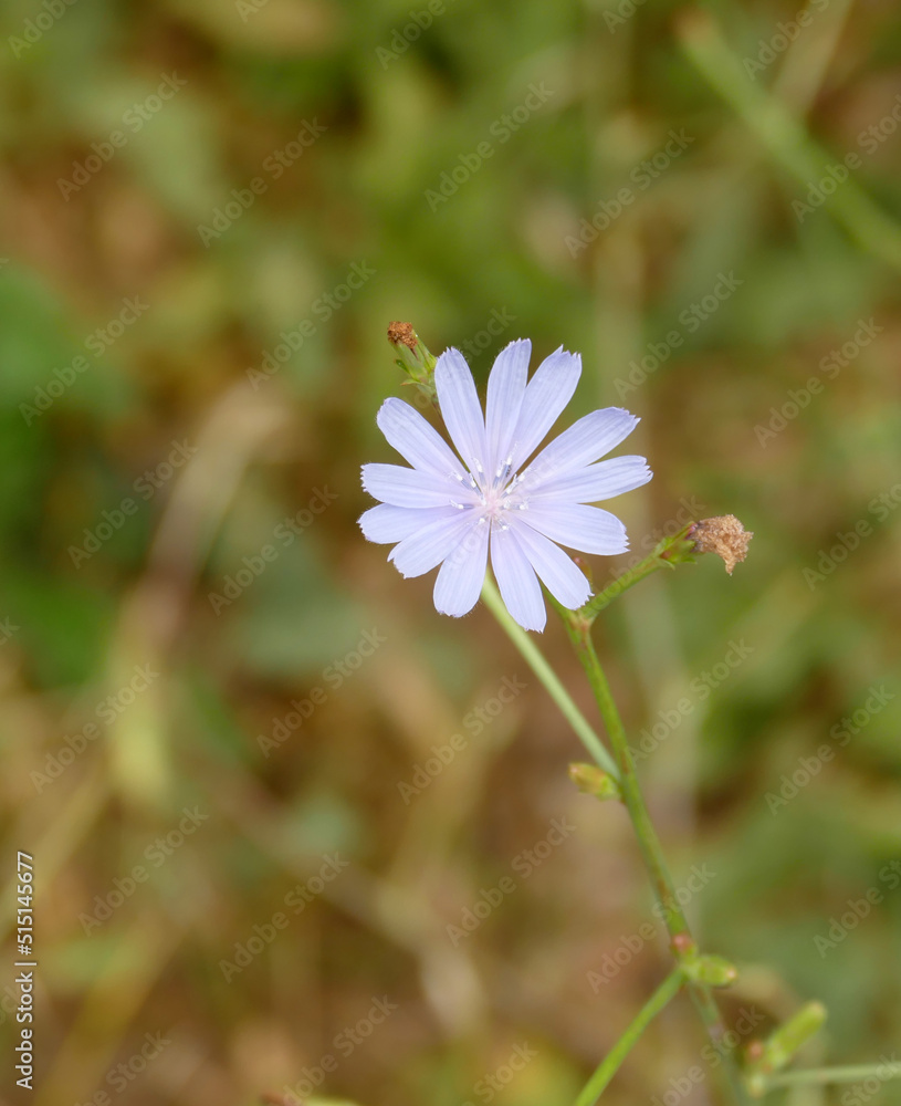 blue flowering dandelion,dandelion flower,medical blue Chicory herb close-up blue flowering dandelion,dandelion flower,medical blue Chicory herb close-up