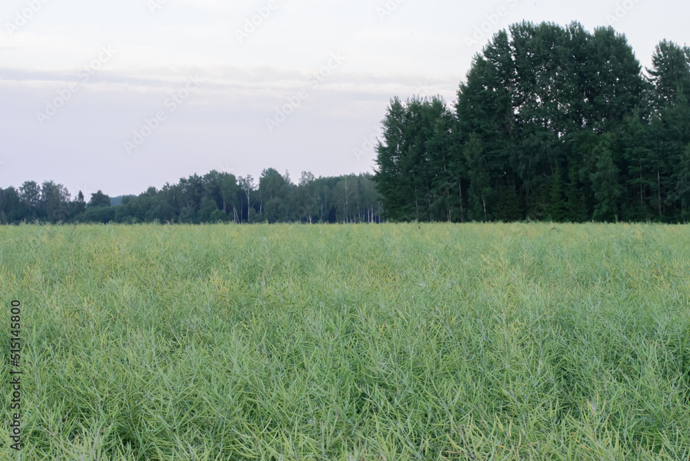 Obraz premium beautiful meadow with canola in the evening at sunset
