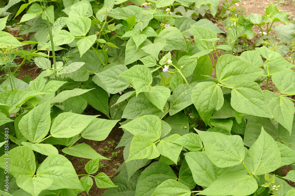 bean agriculture, bean plant that begins to bloom in the garden, bean agriculture, bean plant that begins to bloom in the garden,